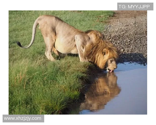 森林狼与金刚狼的巅峰对决谁能在这场激烈战斗中笑到最后